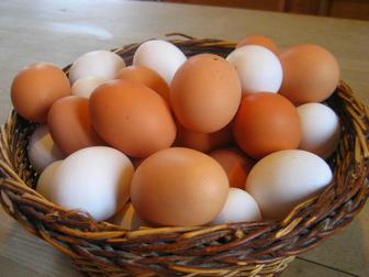 Яйца куриные домашние. Всегда свежие.Натуральный продукт. Үй тауық жұмыртқа