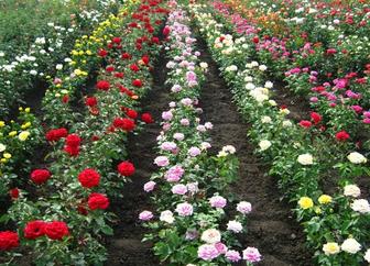 Саженцы роз, розы,Вьющиеся розы,Штамбовые розы,чайно гибридные розы