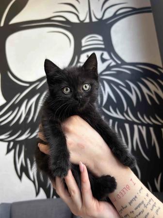 Котенок чёрной британской кошки в добрые руки