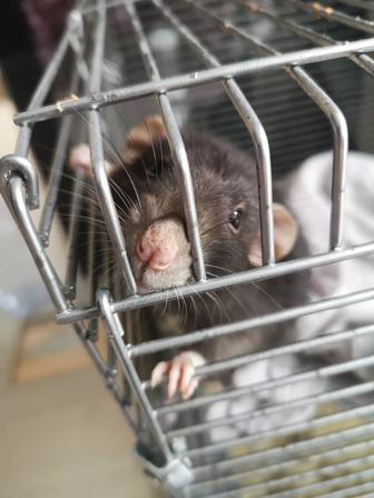 Продам клетку с крысой (самец)