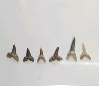 Продам акульи зубы