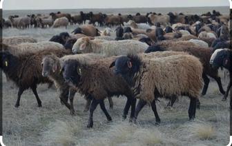 Продам 4 молодых крупных овцематок с ягнятами