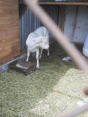 Продам молочную козу
