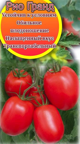 Проф семена овощей от производителей РФ, Голландия в Кызылорде