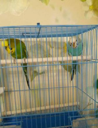 продается пара волнистых попугаев вместе с клеткой