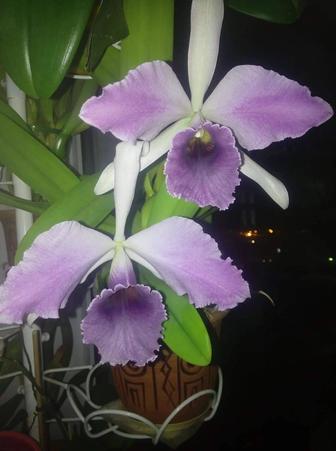 Орхидея каттлея Lc C.G Roebling “Blue Indigo”