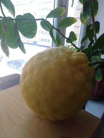 Лимон плодоносящий