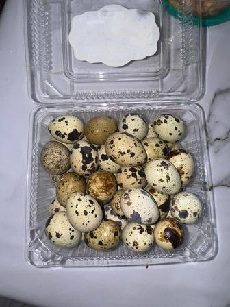 Перепелиные яйцо
