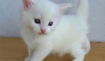 Белые котята снежно-белые в Дар!Порода Турецкая Ангора