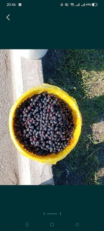Ирга ягоды смородина Смародина каракат қарақат жидек ерга овощи фрукты