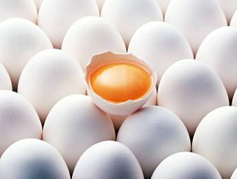 Яйцо куриное отборное 60-65 гр. Алсад оптом с доставкой