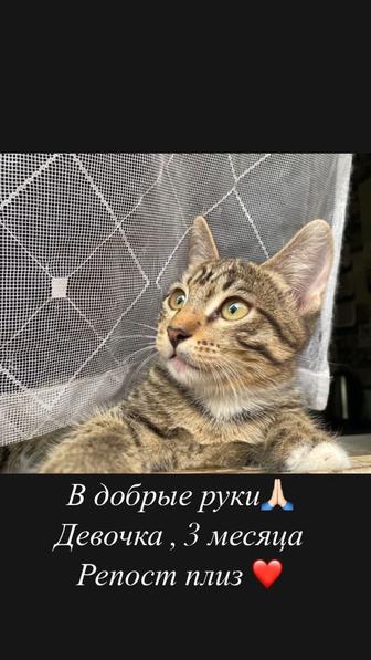 Отдам котенка в добрые руки