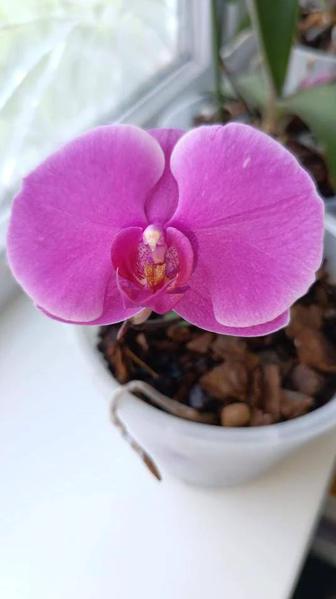 Продам орхидею цветущую