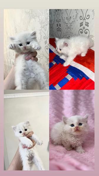 котята белые британские