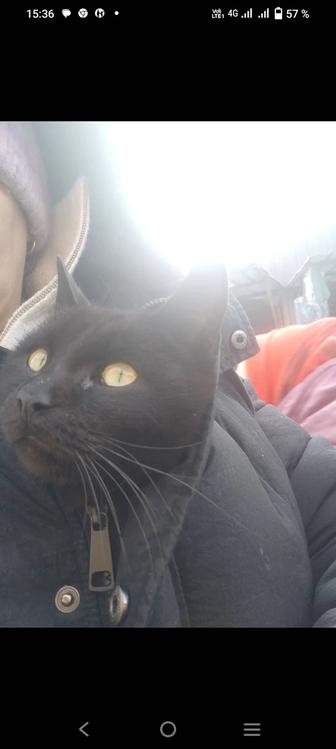 Нашли черного кота с зелными глазами