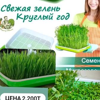 Гидропонный набор для проращивания микрозелени и травы