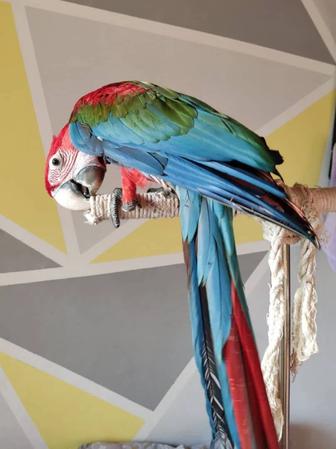 Продам попугая ара зеленокрылый