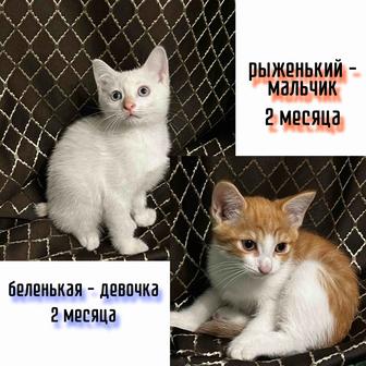 Котята ищут дом