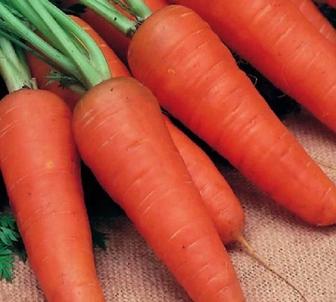 Итальянские семена морковь Курода F1