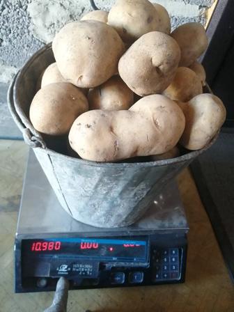 Продам отборный крупный домашний картофель