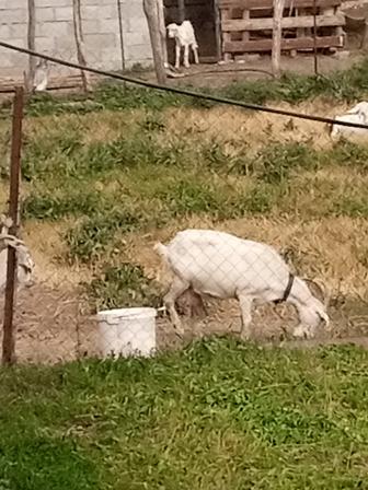 Продам заинийских коз