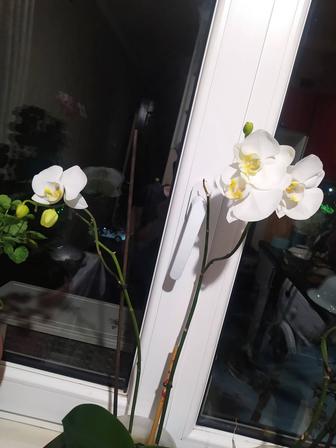 Орхидея Фаленопсис Белая!