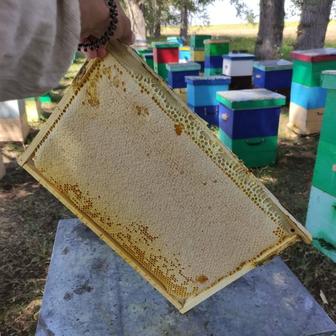Мёд в СОТАХ, целиковые рамки, запечатанные