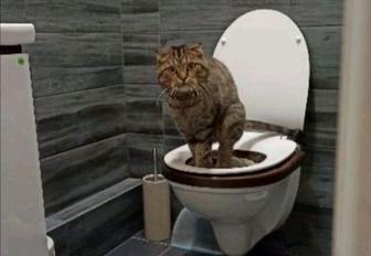 Туалет для приучения кошек к унитазу!