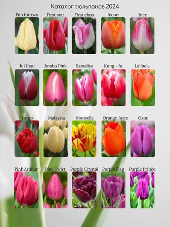 Крупные белорусские тюльпаны