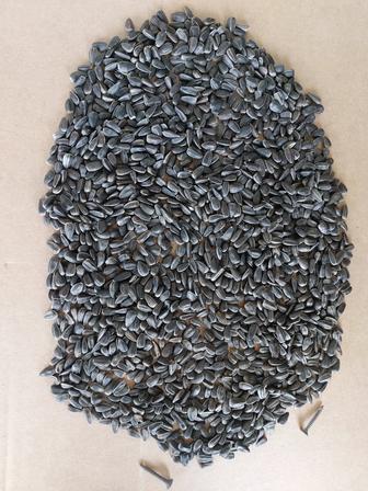 Семена чёрных семечек Кулундинка.