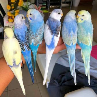 Продам - волнистые попугайчики