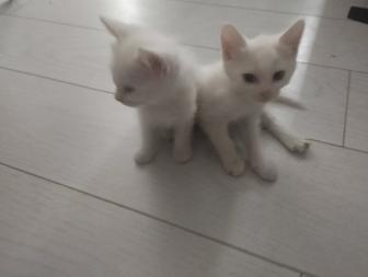 Два белых котенка