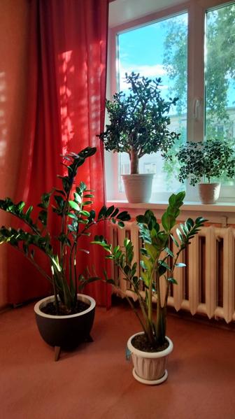 Продам комнатные ,офисные растения