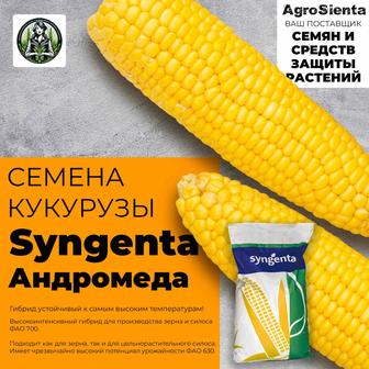 Семена кукурузы Syngenta Андромеда