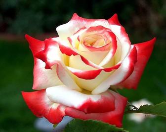 саженцы роз ,Розы Алматы ,чайно гибридные розы