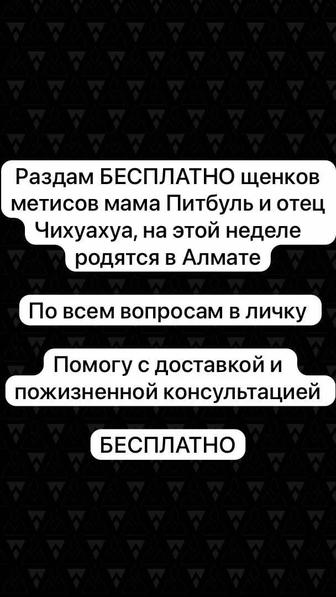 Щенок чихуахуа и питбуль