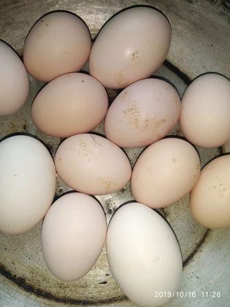 Домашние яйца от домашних куриц возможна доставка