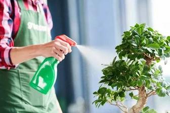 Услуги по пересадке комнатных растений