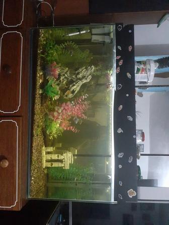 аквариум с рыбкамм на 120л.с рыбками