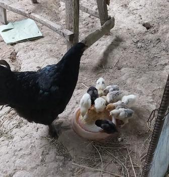 Курица с цыплятами