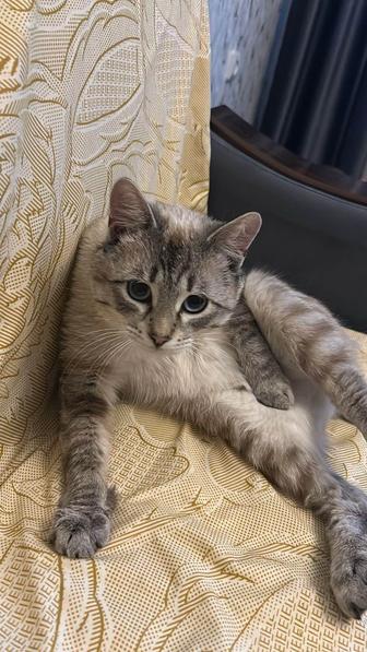 Тайский котик Майло