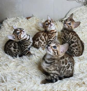 Бенгальские котята с родословной