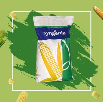 Семена кукурузы Производство Syngenta. ,Си Андромеда