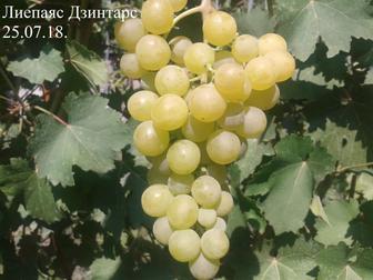 Саженцы и черенки винограда сорта Лиепаяс Дзинтарс