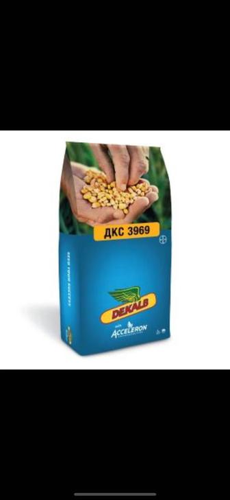 dekalb dkc 3969 кукуруза от Monsanto