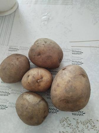 Продам картофель дачный