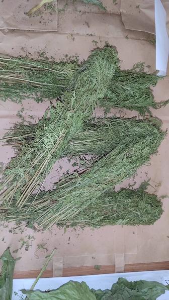 Продам травы для магических ритуалов
