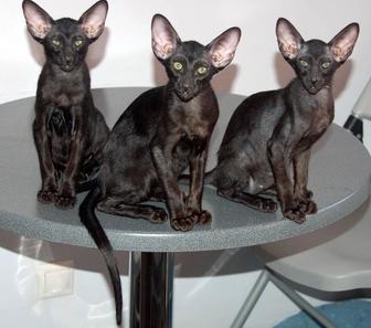 черные эбони- ориенталы- котята. бронь!