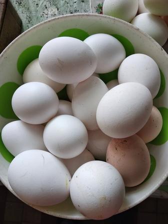 Продаю Куриные яйца домашние