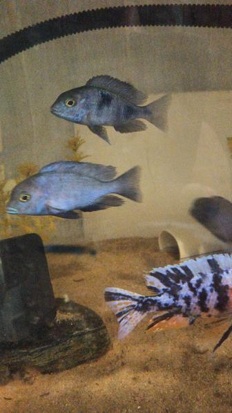 Чистка аквариума в Алматы а также корма , рыбки с доставкой